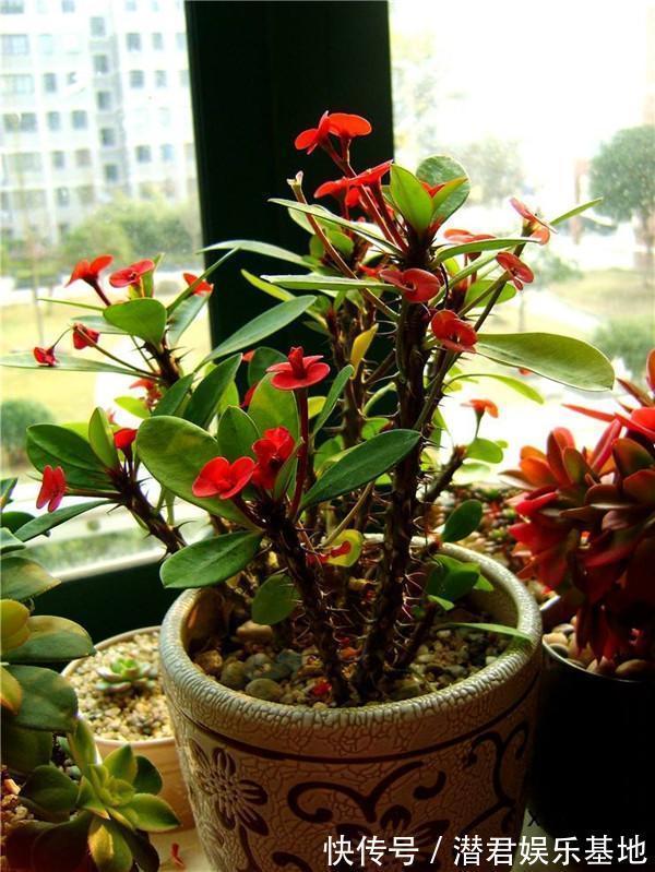 2种“霉运花”不要养家里,虽说无伤大雅,却安全“隐患”多