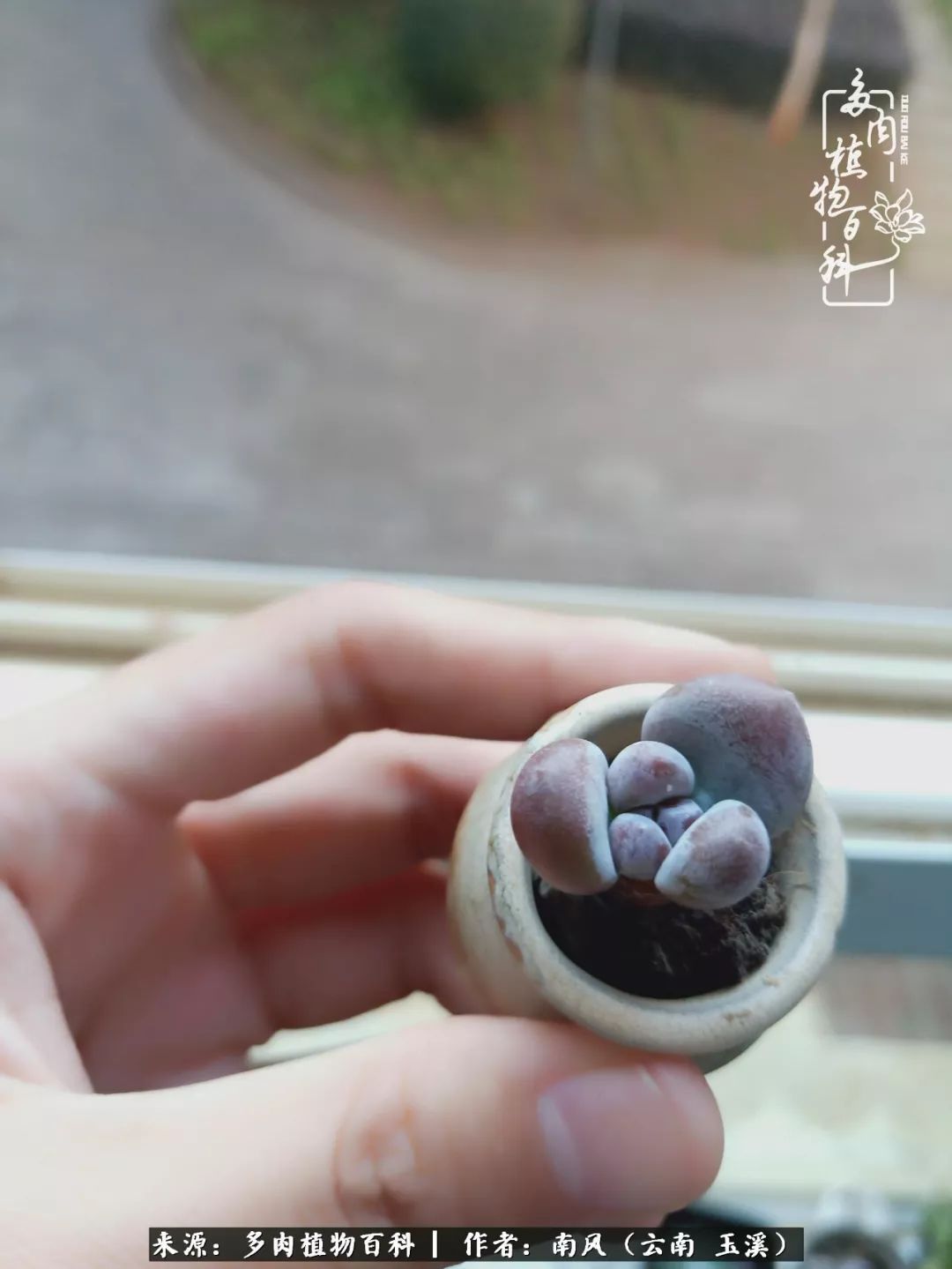 从小喜欢绿植,后来遇见多肉,情不知所起,那就再接再厉!