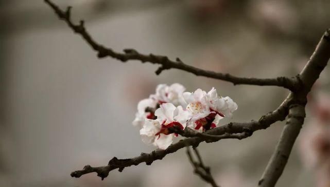 又是一年春意暖,杏花枝头闹