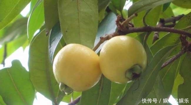 鲜食|平时多吃这水果,保护肝脏,补肾壮阳、补血益气,知道的人抢着吃