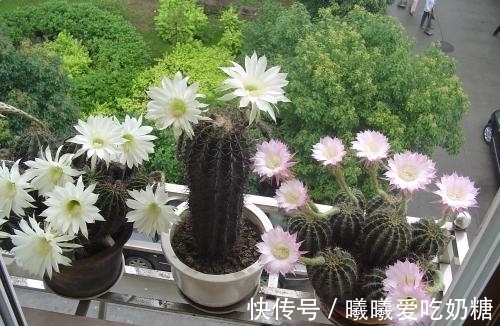 高手|养花高手也在学的5个爆花技巧,拿走不谢!