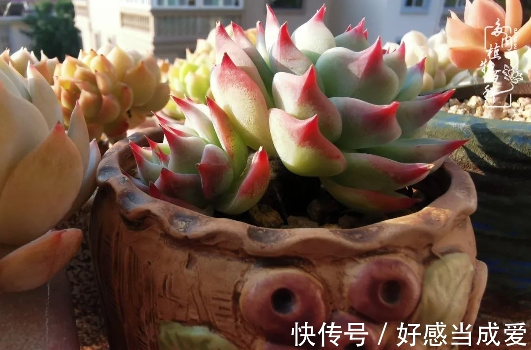 治愈之“肉”:愿所有的养肉人都被这些“胖子们”治愈