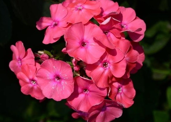 喜欢养花,不如养盆月季,花朵柔美高雅,轻松建造温馨花园