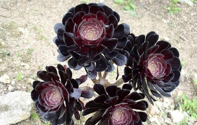 来自地狱的暗黑系多肉—黑法师,多肉中的黑玫瑰,普货中的战斗机