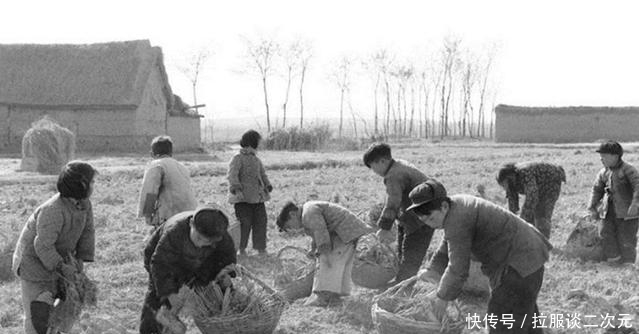 老照片|50年代的中国老照片：小学生捡稻根灭螟虫，女人杀猪干净利落！