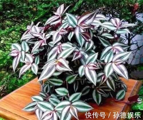 细数那些超耐阴的花,光照少长满屋,懒人大爱