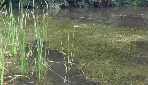 渔获|野钓大鲫鱼技巧:都是钓草洞,渔获差异巨大,原因在这里!