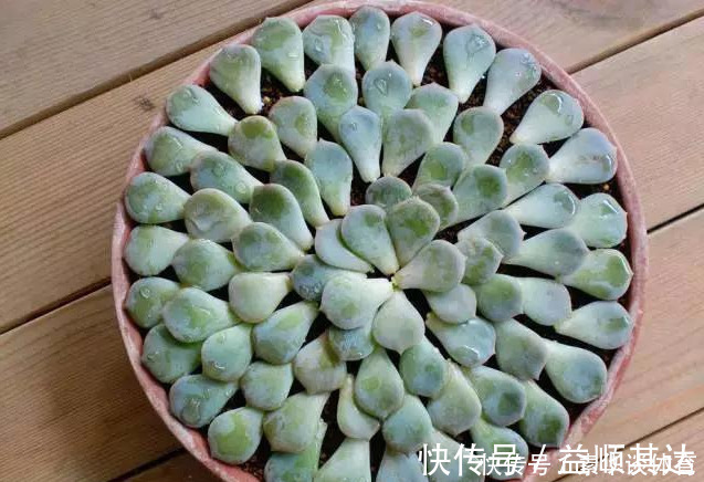 垂盆草|养花技巧6种花扔土里就能活,养死了算你厉害