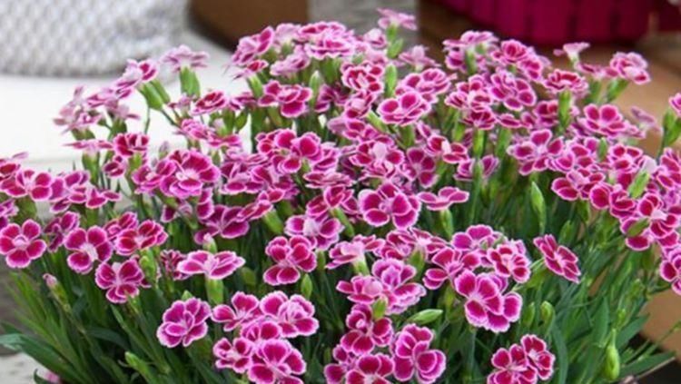 4种花好养易活，旺财又养人，看了就让人沉醉，年年开花不断，美