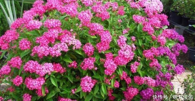 3种“小东西”混一混,是养花“万能土”,比营养土好用“10倍”