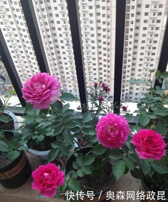 阳台盆栽佳品—浓香型月季，养护容易，四季开花，一卉能熏一室香