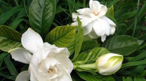 老花农用一斤苹果皮养栀子花,花开洁白,一盆能开20朵