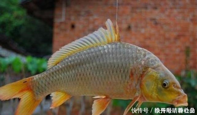 伏天|伏天一热,我就只想用这鲤鱼饵,十用九灵,试过的人都拍案叫绝