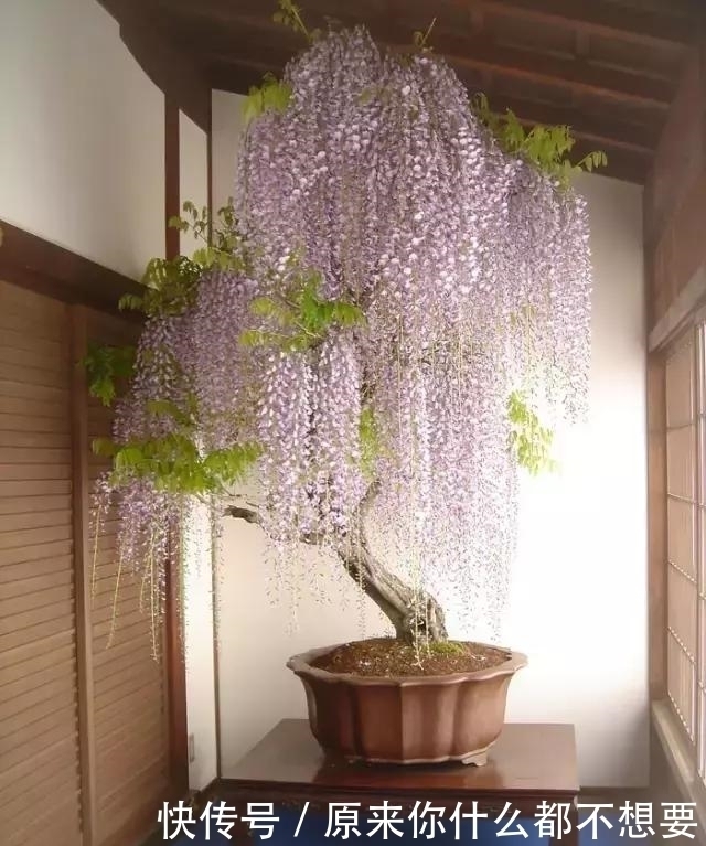 世界上又一奢侈品《盆栽》一盆就是一座房子!
