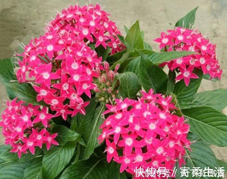 花色|漂亮又好养的“4种花”，比玫瑰好看，招财又开运，你养了吗？