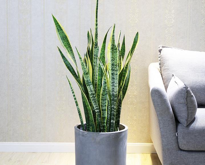 秋季|秋天养花，5买5不买，买错了浪费钱又闹心