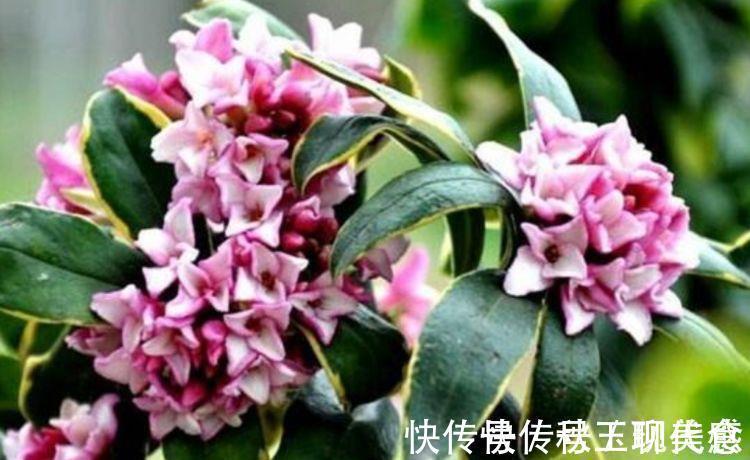 此几款花卉，株型丰满，枝叶鲜绿，花色繁多美极了