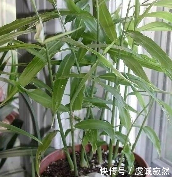 “姜”丢进盆里就能活,开出漂亮“大花苞”,不仅好看、更好养