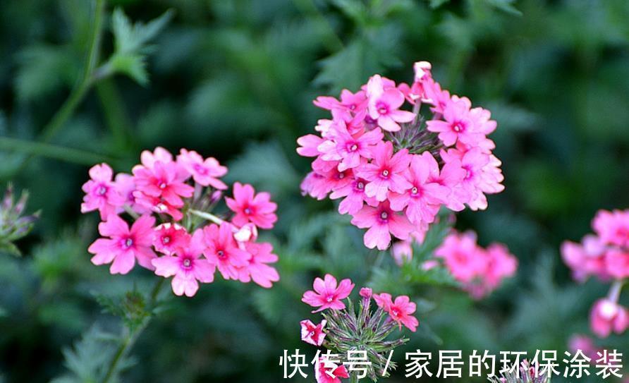 长春花|盘点10款漂亮花，号称“开花机器”，一开就是300天，适合新手