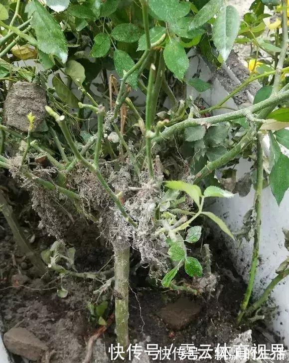 回家|垃圾桶里一堆“贵货”花,丢人也要捡,带回家就开花