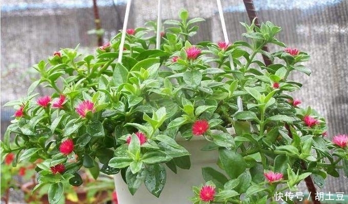 施肥|这花名字里面带有牡丹，花开艳丽，家庭怎么养殖呢