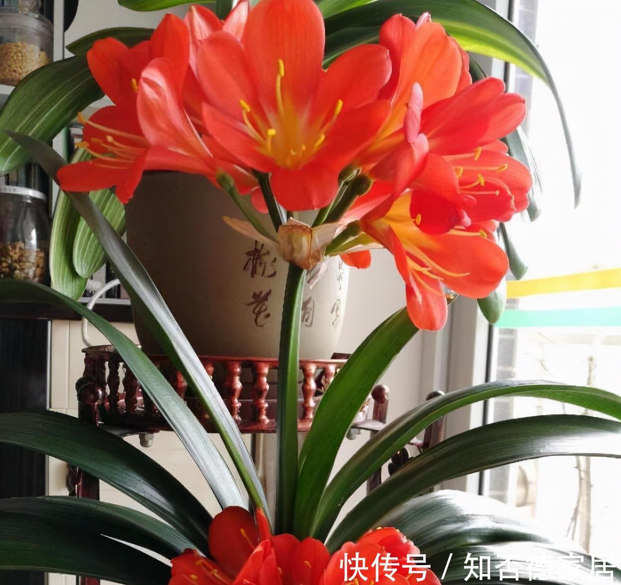 吉祥花|10大“吉祥花”适合养客厅，格调高，株型美，旺财又护家
