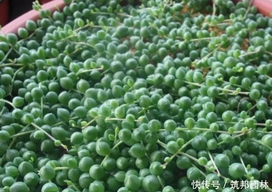 如何配置多肉植物的土壤?