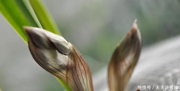 都需要春化|兰花春化需要多长时间,温度大概是多少?
