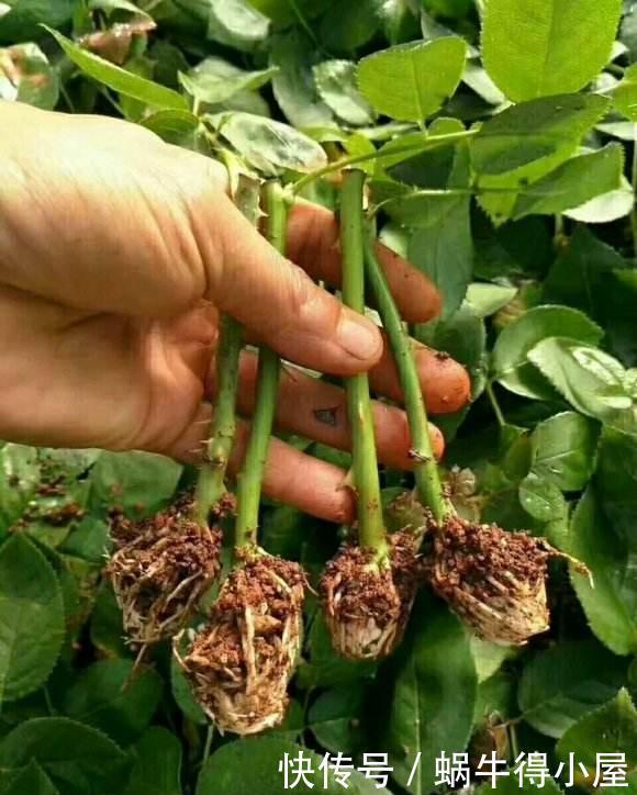 3种花最好扦插了 做好准备工作 生根快 繁殖能力极强 快资讯 3种花最好扦插了 做好准备工作 生根快 繁殖能力极强 快资讯