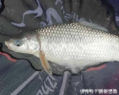 调漂|用加粗尾浮漂野钓，调漂不对难上鱼，老钓友解析加粗尾的调钓方法