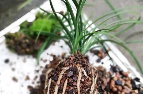 花土|养花不会换盆,没经验就记住这些方法,换一盆旺一盆,零损伤