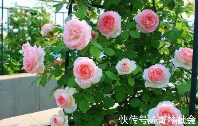 蓝花|养花就养此4种,扦插就能活,周年开花,室内也能养