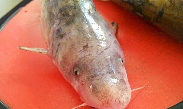 吃绝|它常被误认成鲶鱼,一斤180元比刀鱼鲜美,如今被当补品快吃绝了