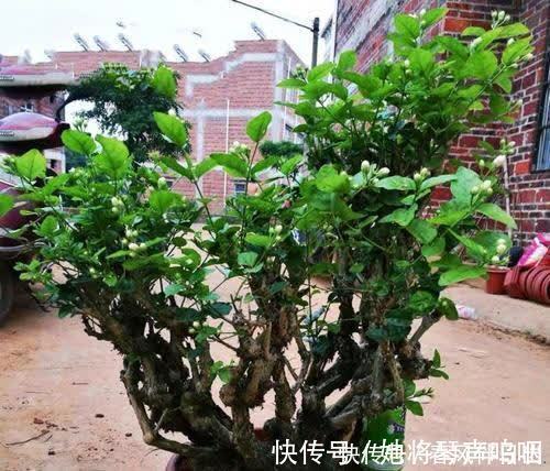 花卉|养了3年的茉莉花变老桩，长成“巨无霸”，清香宜人大半年！