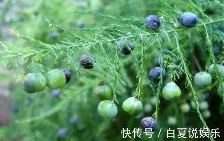 花友|我养的文竹迟迟没开花,而花友的文竹不但开花了,还结满了果实!