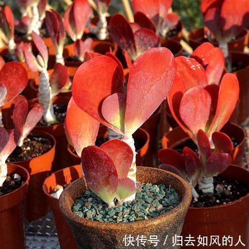 养护|平平无奇的多肉唐印,做好几件事,叶片红艳艳,谁见了都夸美