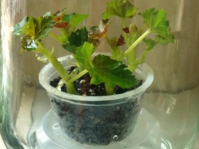 养花技巧这花不是一次性，开完别扔，还能再养7、8年