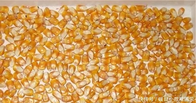 玉米粒钓大鱼,这些窍门你要懂!