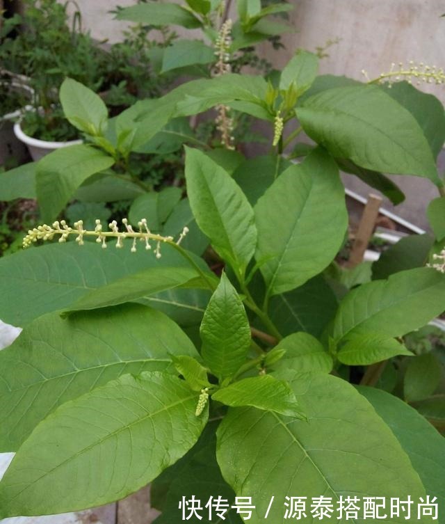 消肿止痛|农村有种野草,常被农村娃当成指甲油,却少有人知