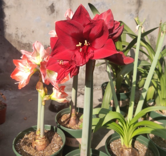 朱顶红|朱顶红还在长叶子给它做3步,让它睡一觉,“睡醒”直接开花!