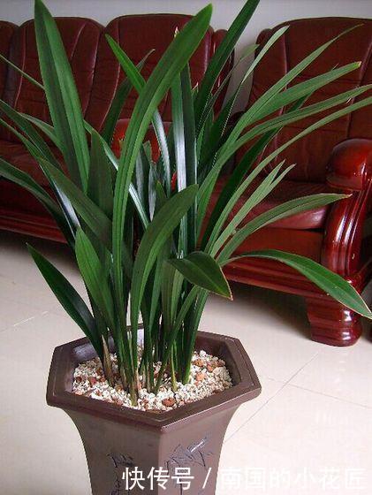 家里养墨兰,了解掌握4个要点,养出白嫩根系,叶油绿颜值高!