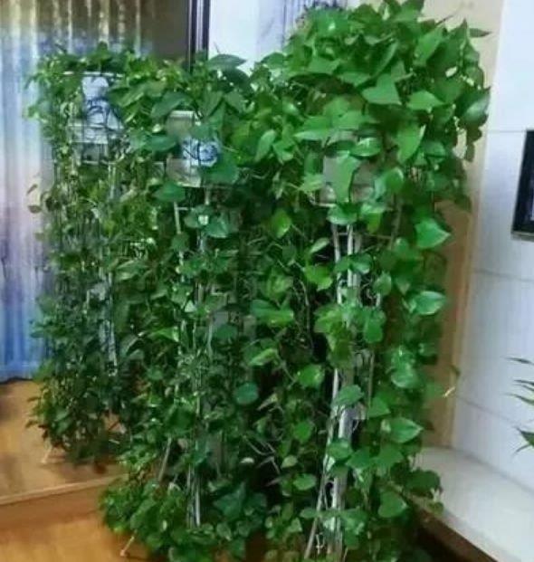绿萝|最适合新手养的4种花,沾土就能活,不易生病好养护