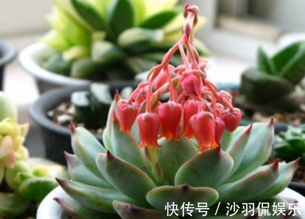 3种花与月季不同,长出“花苞”马上剪,要不颜值低