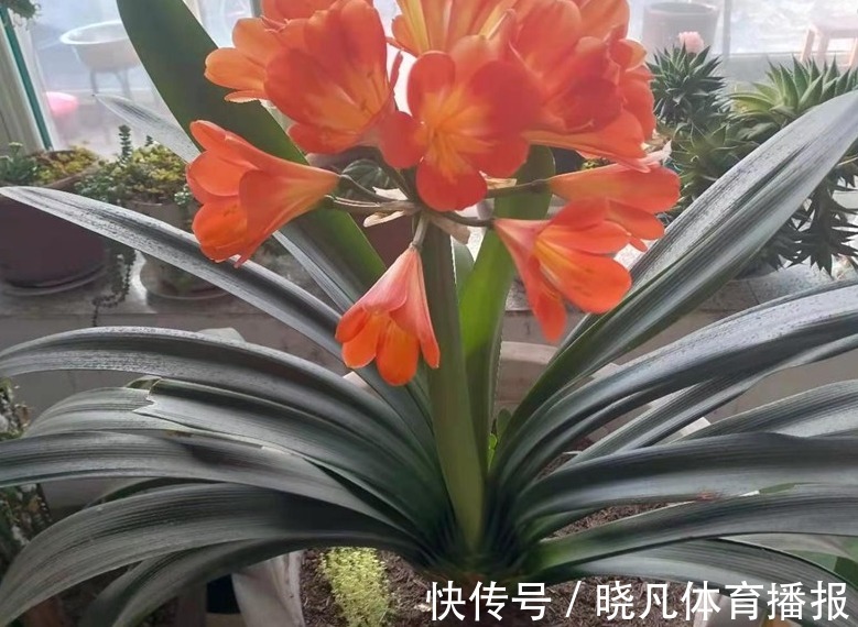 老师傅养兰花和君子兰从不乱施肥，就用三种，这才叫经验