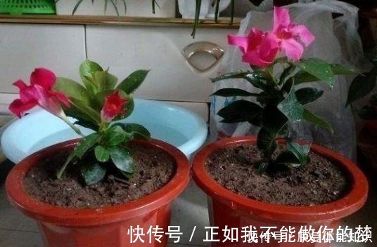 一种小花太神奇，一对叶子6朵花，养一棵开一片，室内室外都能养！