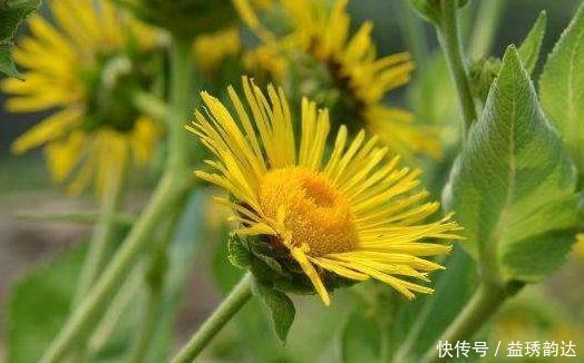 本方|这种药材比较广泛,是一朵小黄花,有人用它拿来调理身子赶紧看