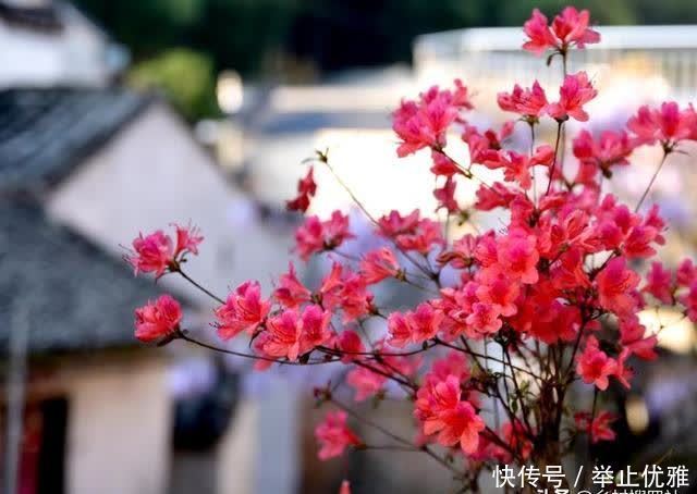 映山红是怎么种植的?掌握这些技巧,40天能生根,90天可成活