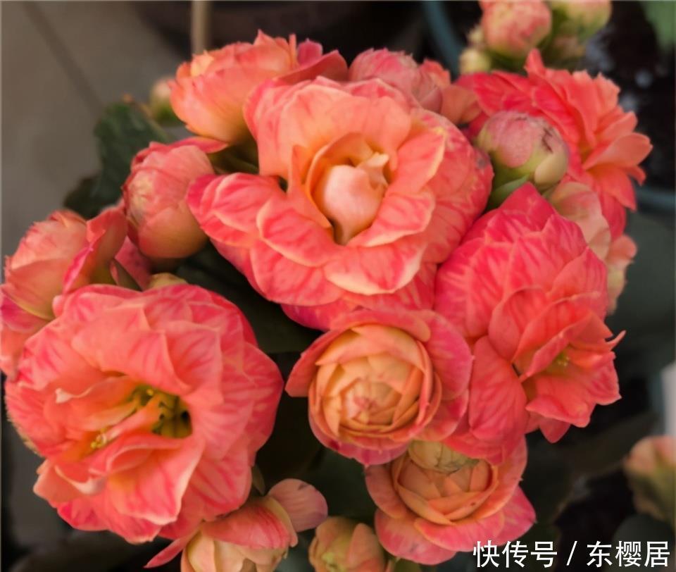 长寿花不长花苞怎么办?那就“放大招”,春节开花依旧可期