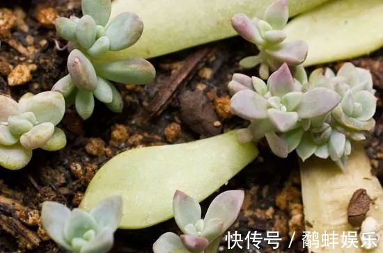 扦插多肉掌握这秘诀,用手摘下来的几片叶子能培育成新的盆栽