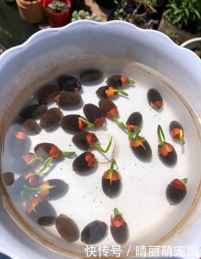 她在水缸里种荷花,开花比脸还大,满缸都是藕!